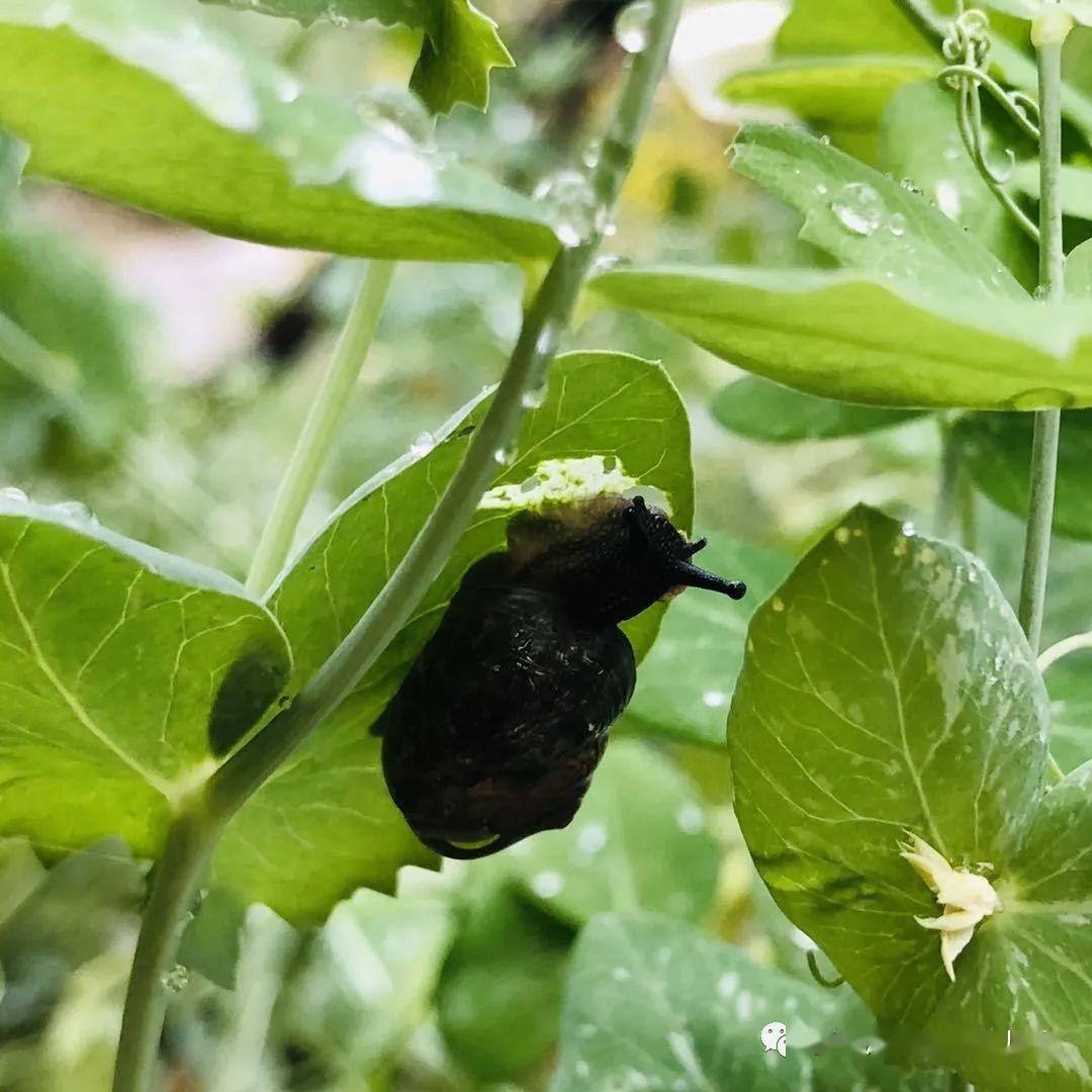 一场春雨最美时光我在这里等你