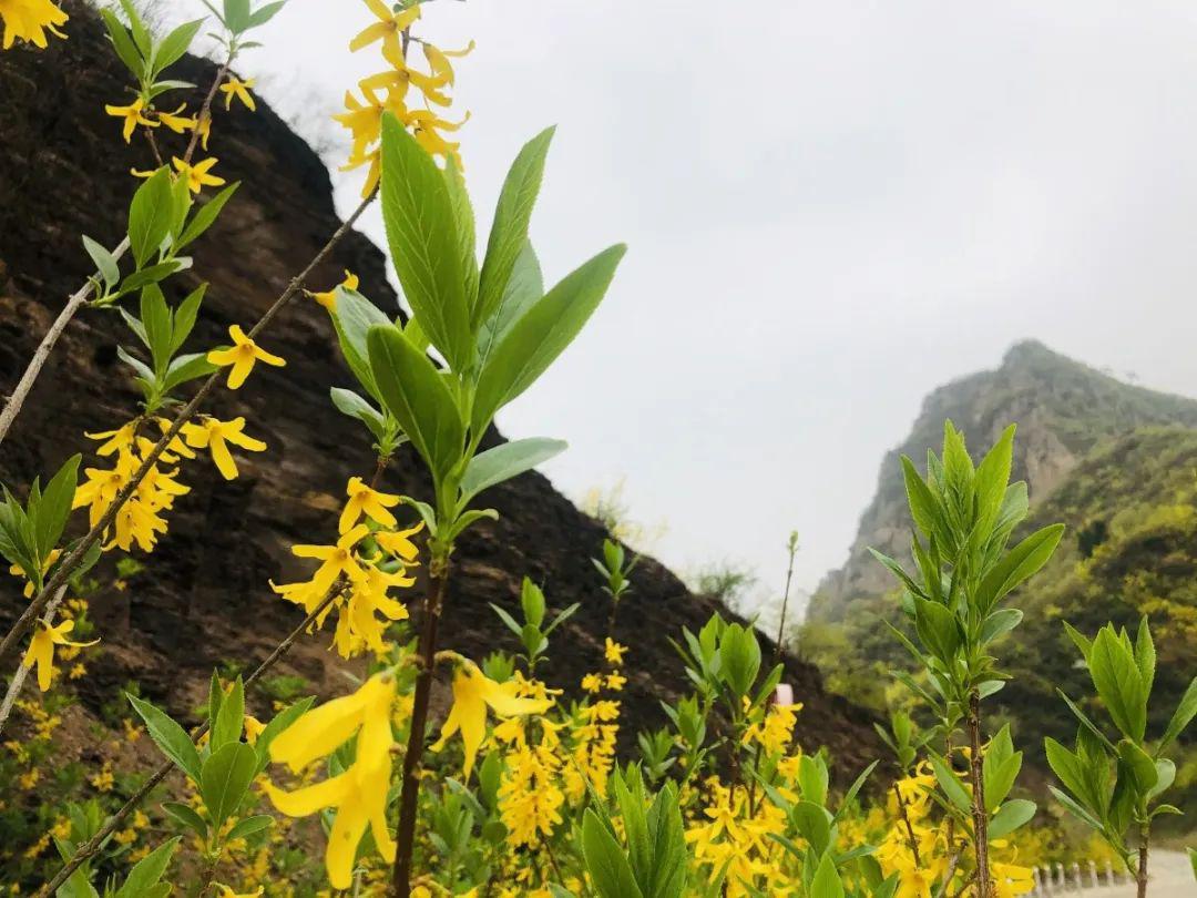 踏青赏花季丨来龙潭大峡谷荆紫仙山约会春天
