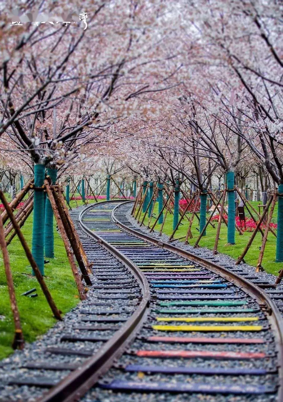 去盐城大洋湾赏樱花啦4月4日5日6日盐城大洋湾赏樱一日游78元人