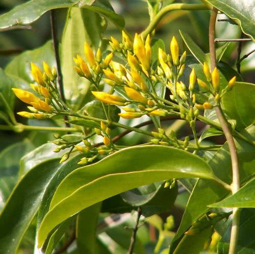 断肠草是什么这种出现在武侠小说中的植物在现实中是否存在