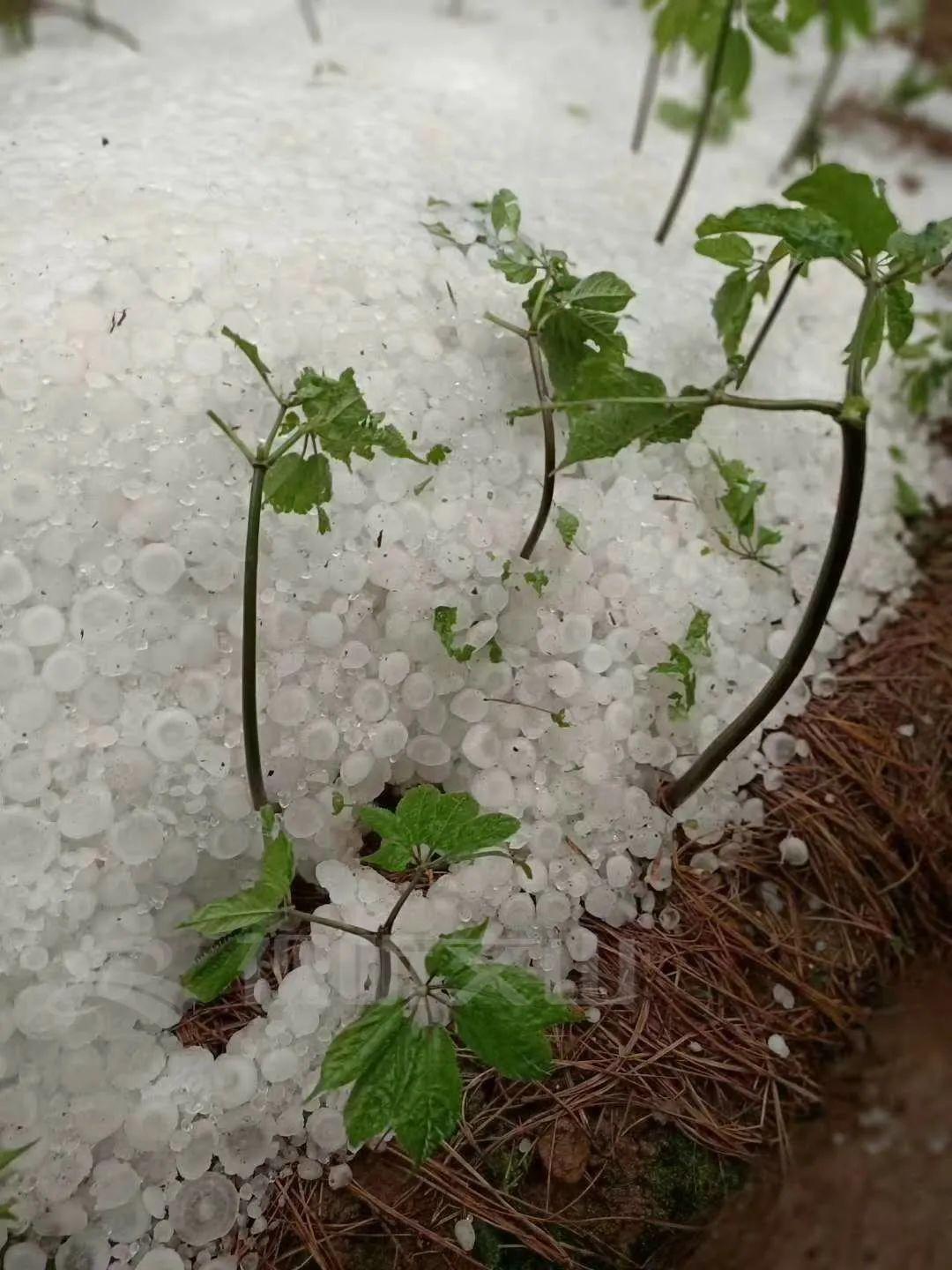 一場冰雹文山七農損失慘重