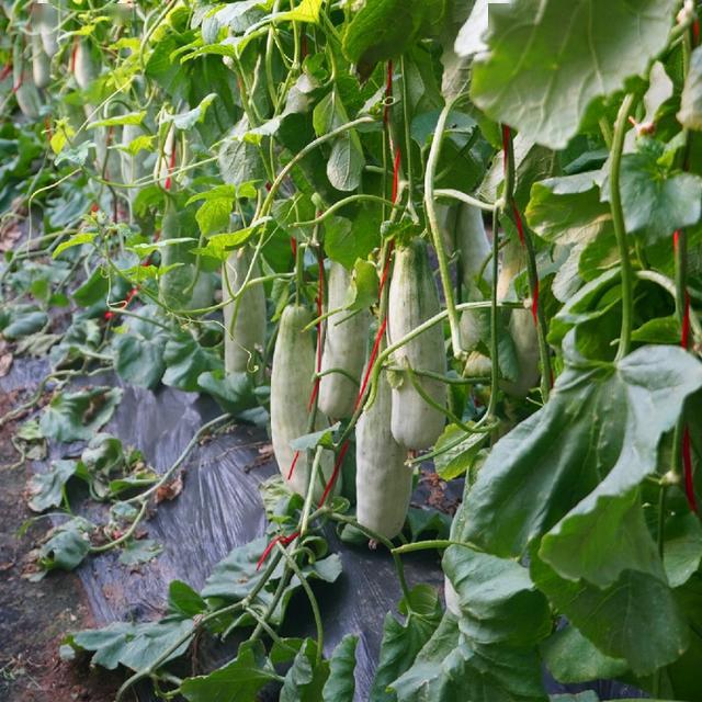 贝店一县一品云溯源走进山东寿光新晋网红羊角蜜热卖25吨