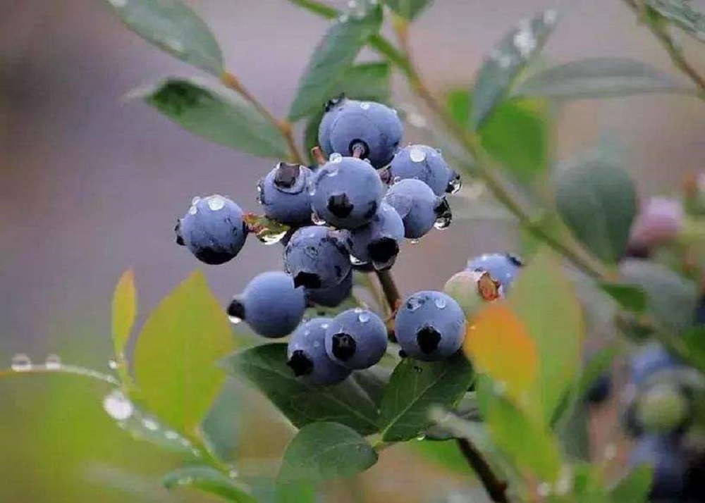 贵州特色果品高端水果麻江蓝莓