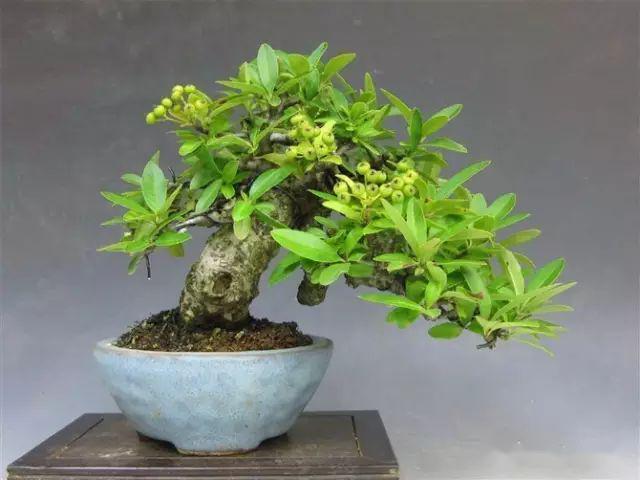 欣赏火棘春花似雪红果如火黄果是金