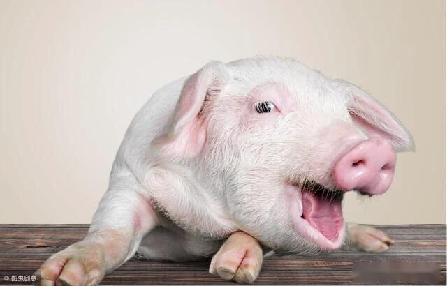 猪的牙齿标准高清图片图片