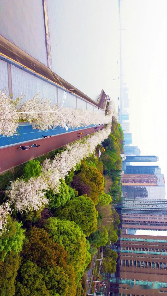 滨江最美跑道,樱花全开了!