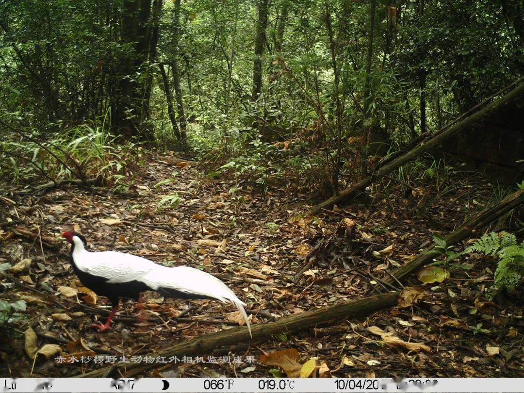 赤水桫椤保护区红外相机拍下诸多珍稀野生动物