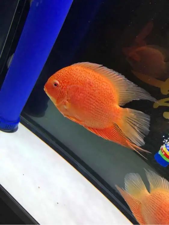 养了两年的的喷点菠萝鱼非常鲜艳和喜气