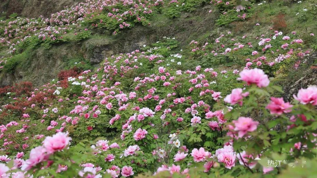 牡丹正豔10萬遊客雲集墊江賞花賞景賞春光