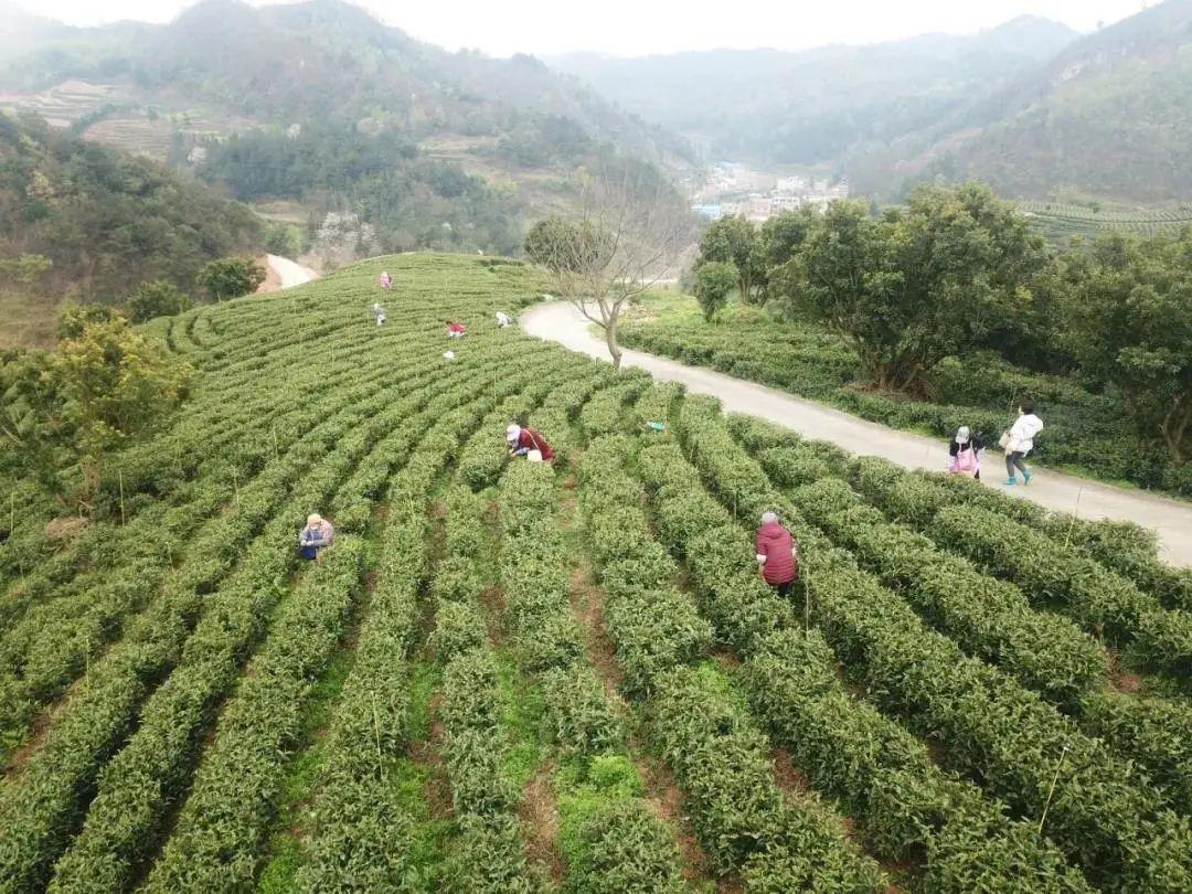 紫雲自治縣壩羊鎮春茶採摘助脫貧 盧維 攝目前,我市多地茶葉產區進入