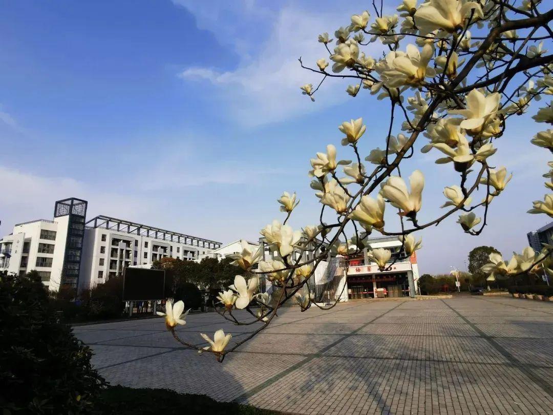 江苏财会职业学院春景图片