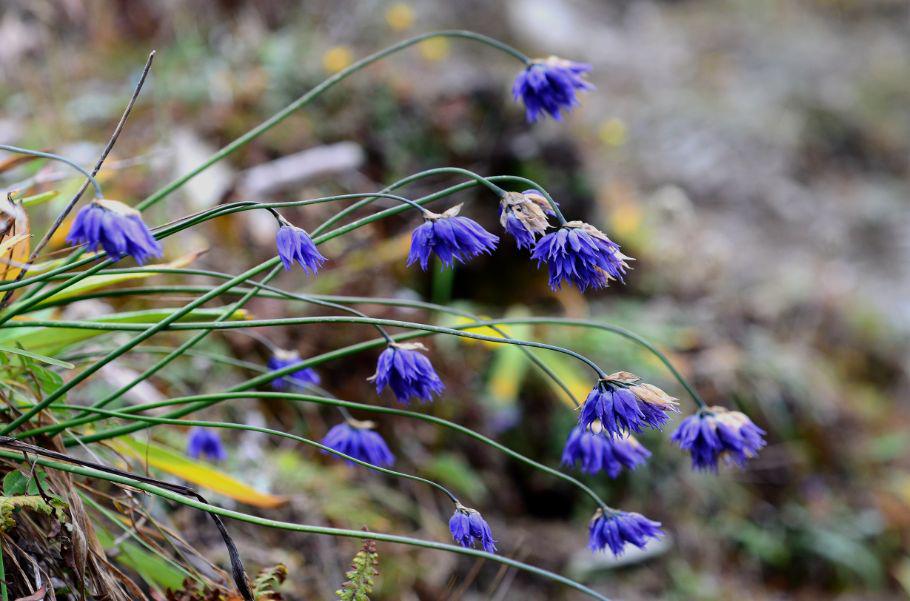 (花卉)高原上纯净的蓝色花_紫堇