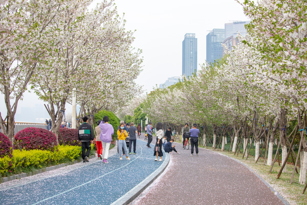 "滨江樱花大道"导航前往,要是乘坐公共交通,大家可以坐地铁到江陵路