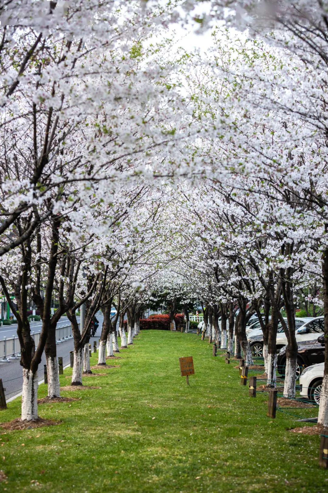 赏最纯粹的樱花染井吉野市区分布地图