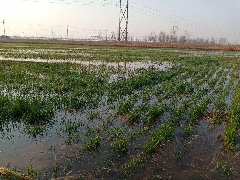 六合街道:地头安上"水龙头" 地里庄稼"解了渴"_灌溉