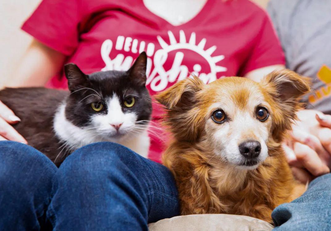 ## Discover Adorable Adoptable Pets Near Me: Find Your Perfect Companion Today!