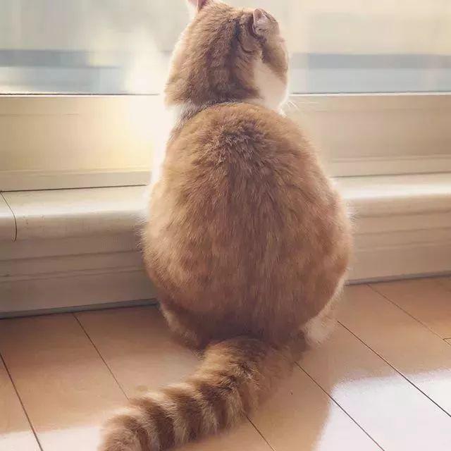 背影杀手小橘猫这只橘肥圆的身影实在太迷人