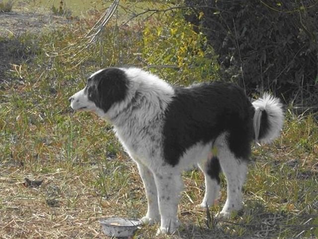 隐秘在天山之中猎杀野狼的侠客天山獒