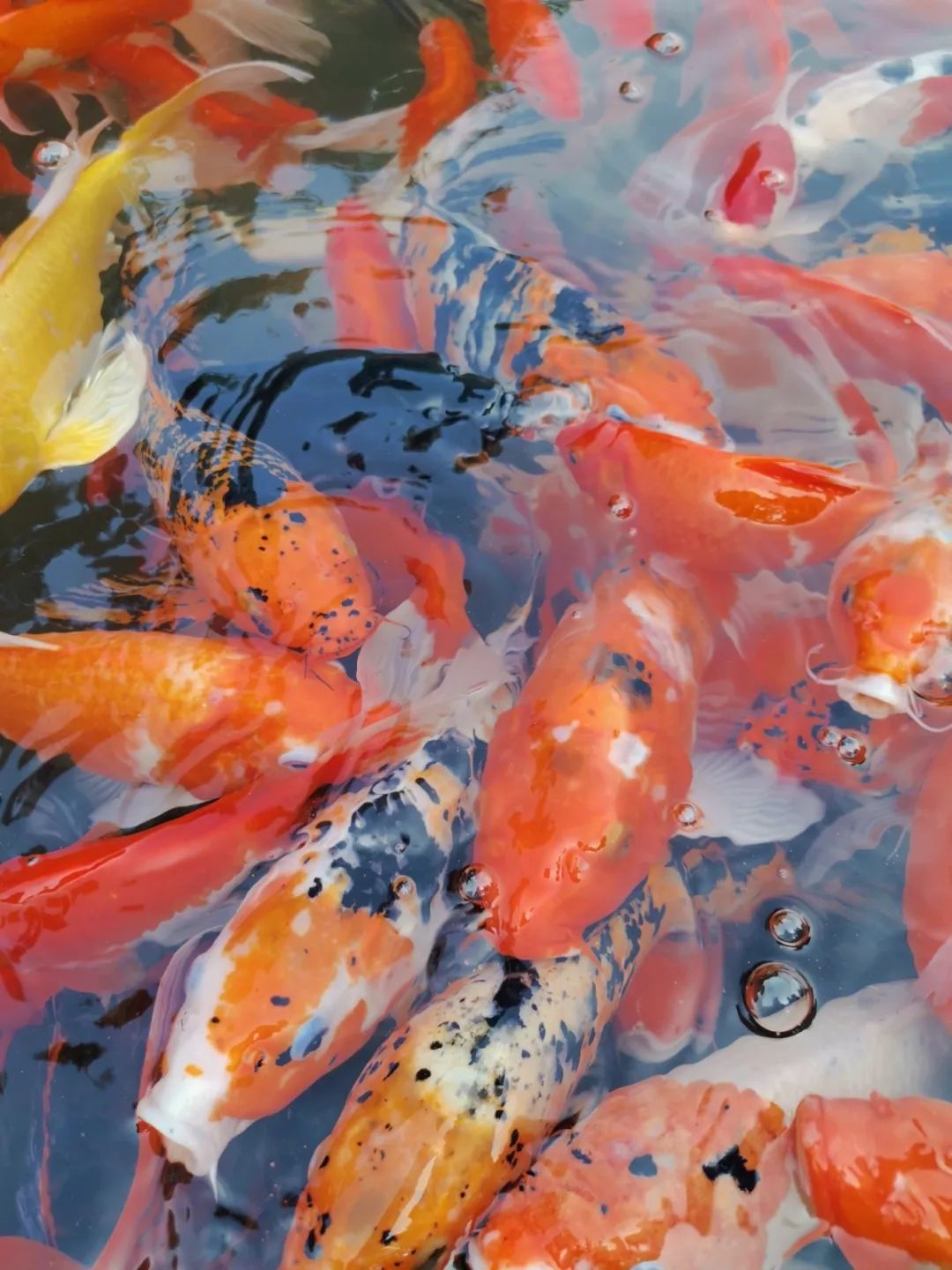 无论寒暑喂 金 鱼,抓 蝌 蚪△秀丽东方2020年3月24日实拍将是他们对