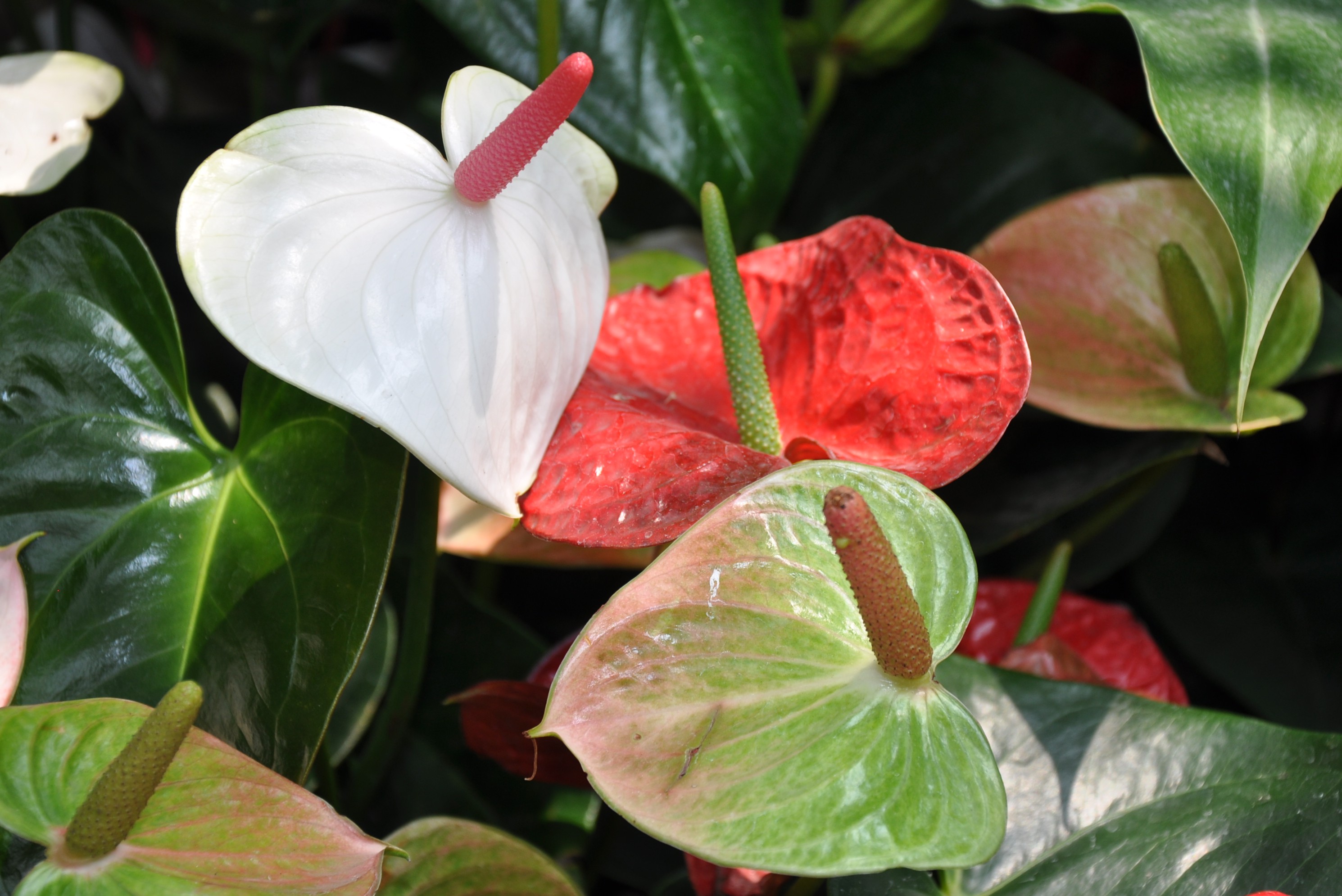 奇花异草争芳斗艳的上海辰山植物园一
