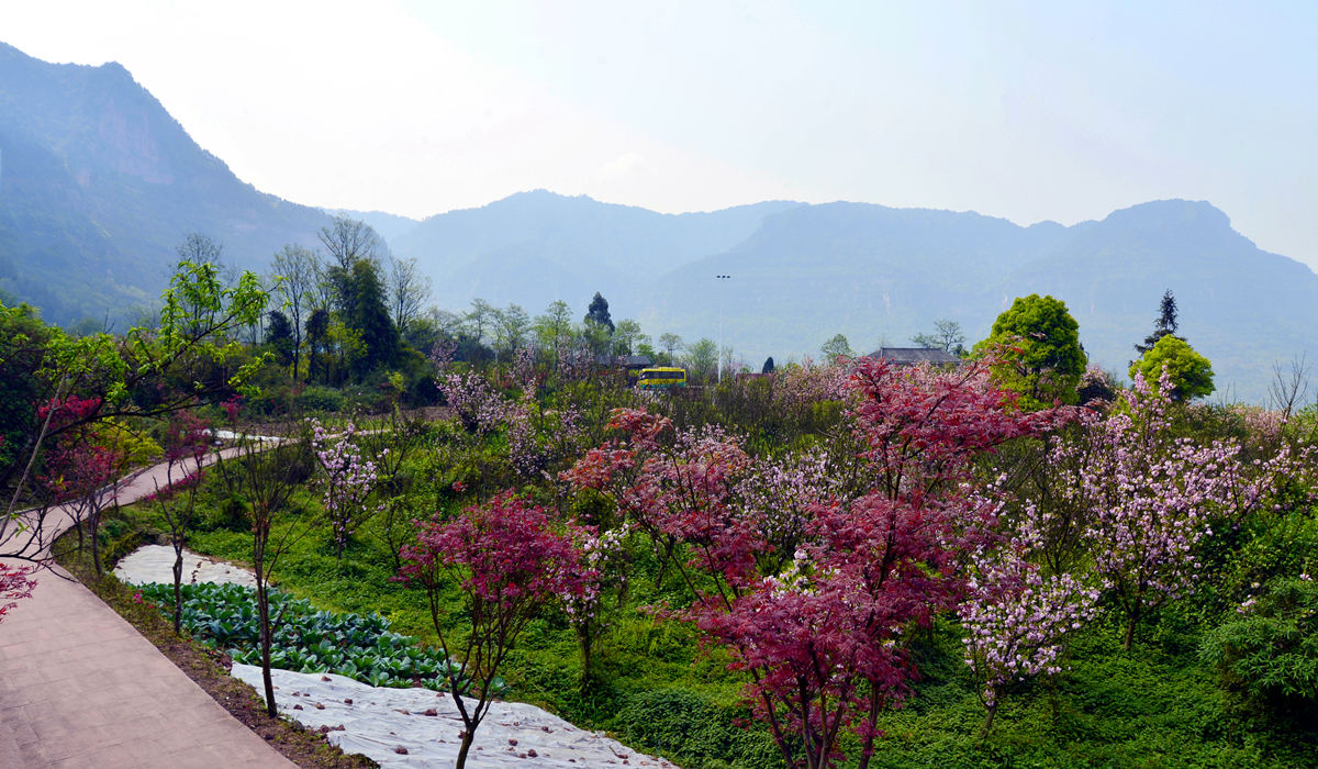 阳春三月,綦江国家地质公园老瀛山景区和风絮语,繁花似景,吸引了喜欢