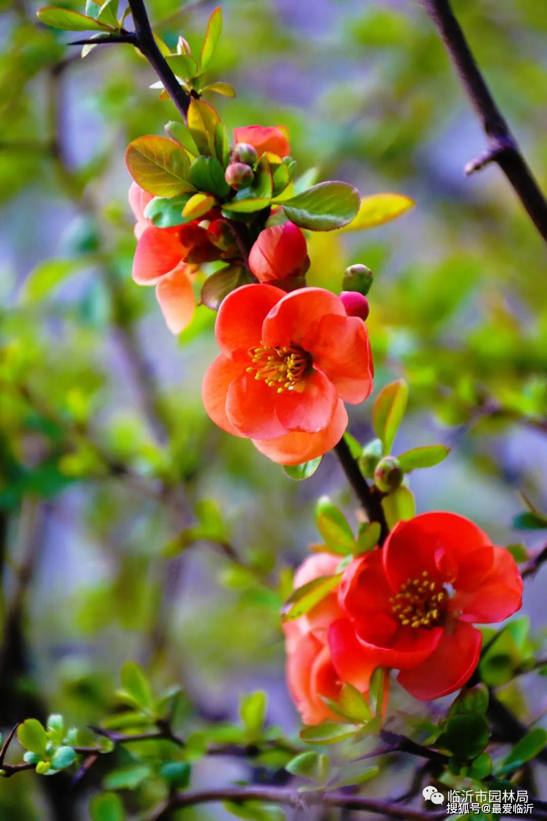 临沂的滨河大道成了一片花海美爆了