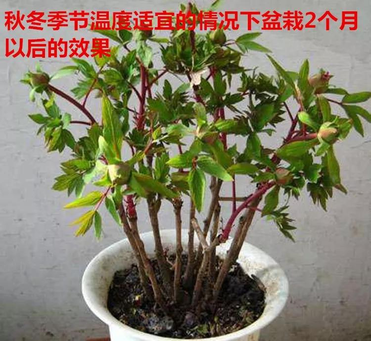 观赏牡丹解读牡丹花的种植方法