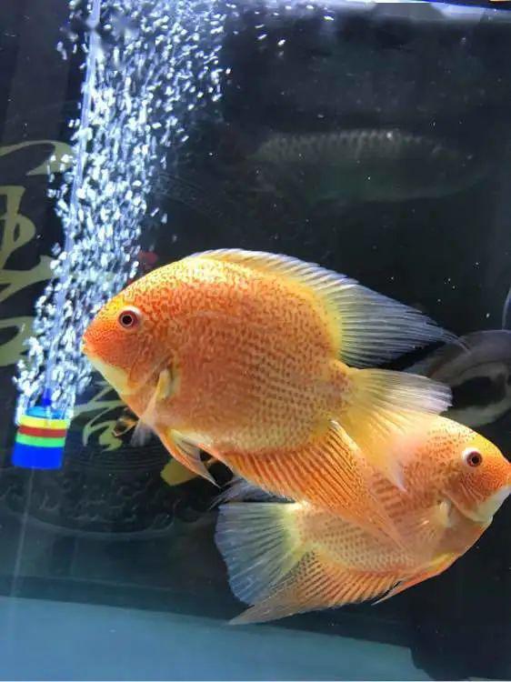 养了两年的的喷点菠萝鱼非常鲜艳和喜气