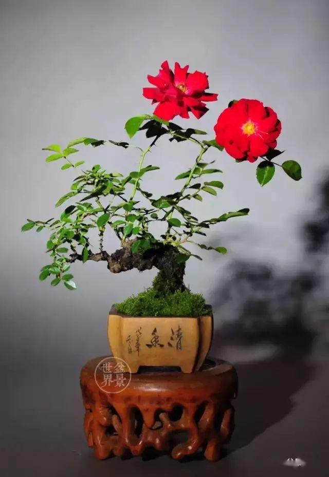 盆景世界的个人展示页