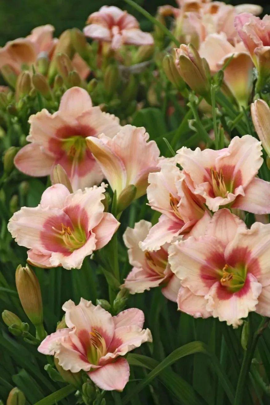 日本等国所产的萱草属植物美国和荷兰的一些园艺爱好者上个世纪三十