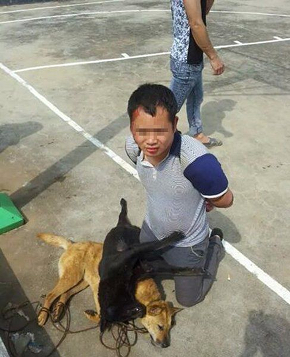 原创农村养狗最怕什么就是遇到偷狗贼了该如何鉴别这些坏人呢