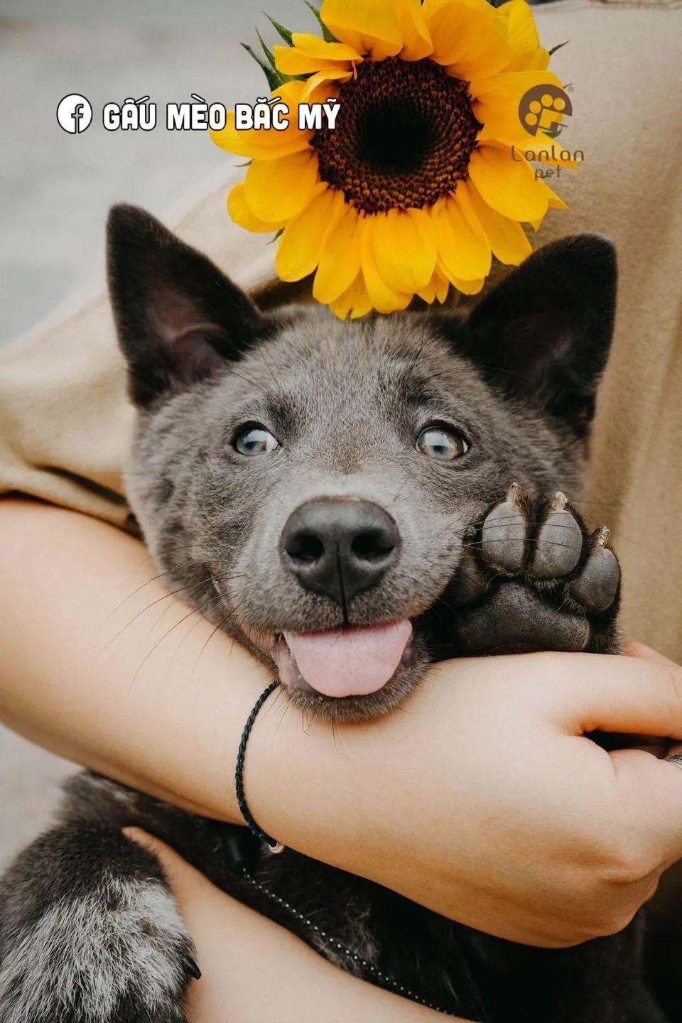 据说是蓝猫和二哈的混血宝宝这只越南小狗凭表情包火遍全网