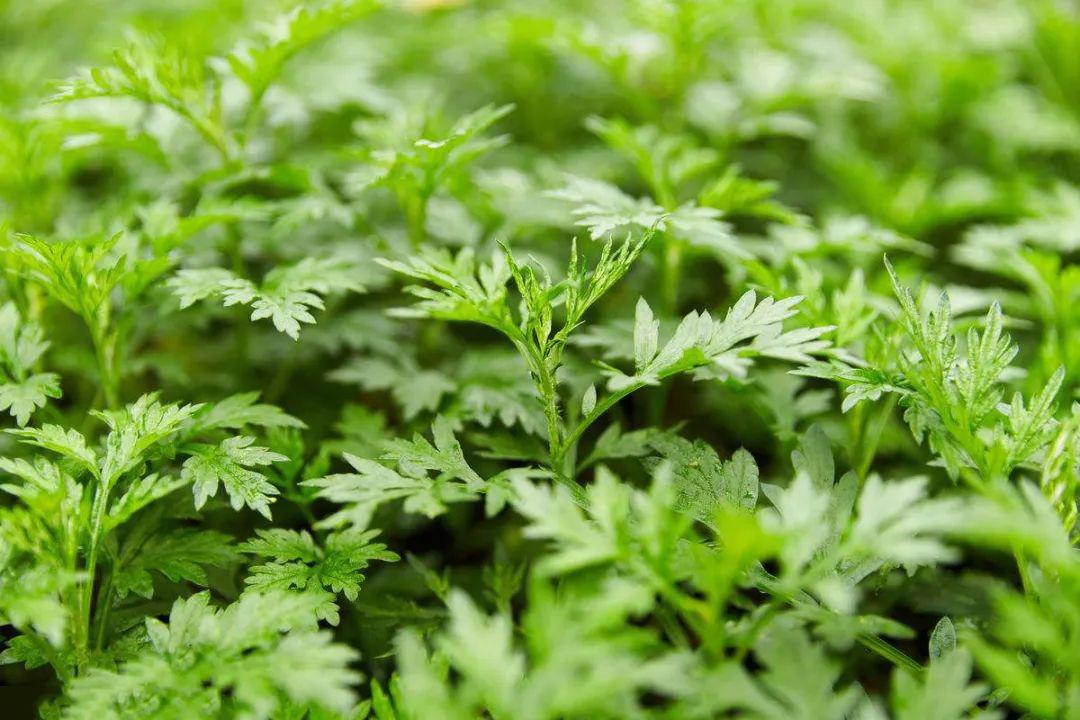 艾草除了拿来"灸", 还能这么用_艾叶