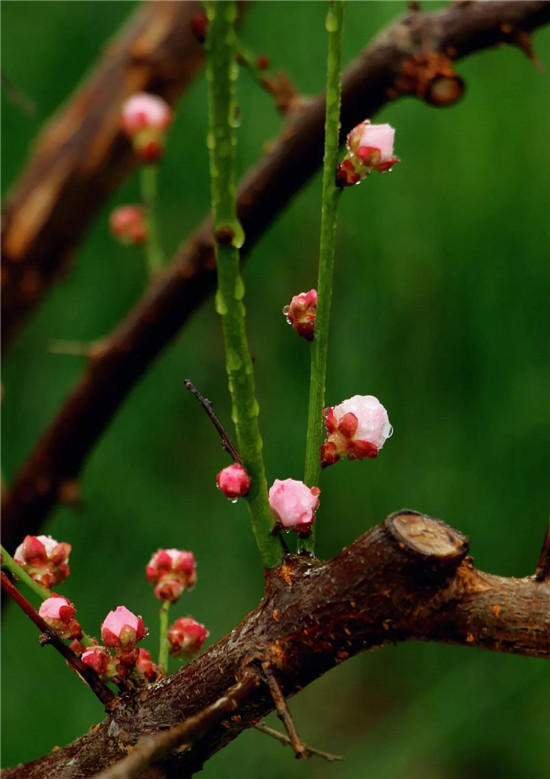 原创三月梅花开古冀北方奇骨忘家归