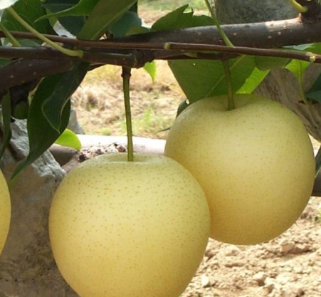 怎么挑选砂糖梨?_水果