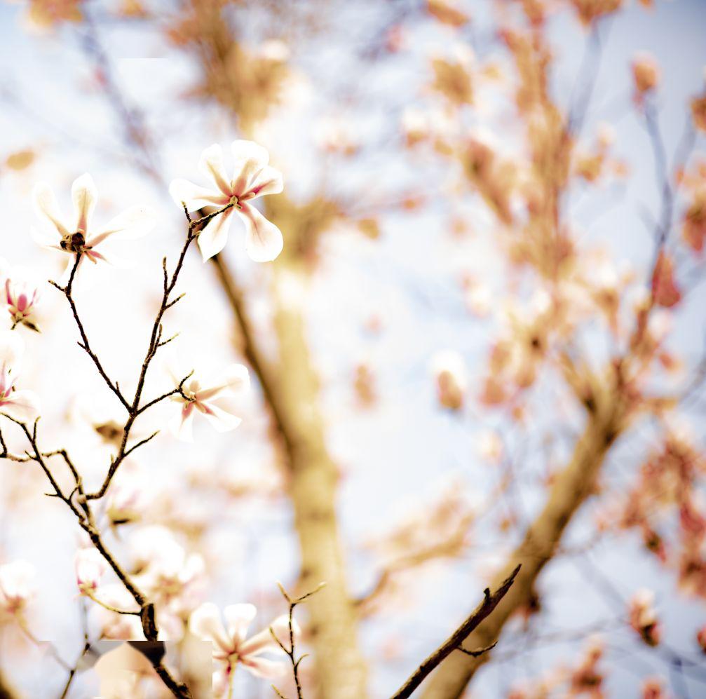 电专花帷起聊赠一枝春