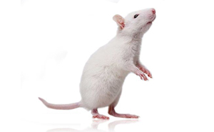 小鼠脂肪研究需要做什么准备什么仪器可以满足研磨需求