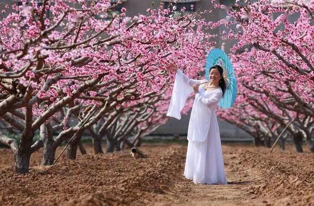人间三月天洛阳桃花之乡孟津送庄镇负图村