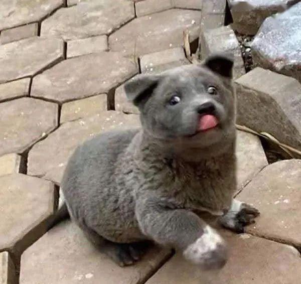 据说是蓝猫和二哈的混血宝宝这只越南小狗凭表情包火遍全网