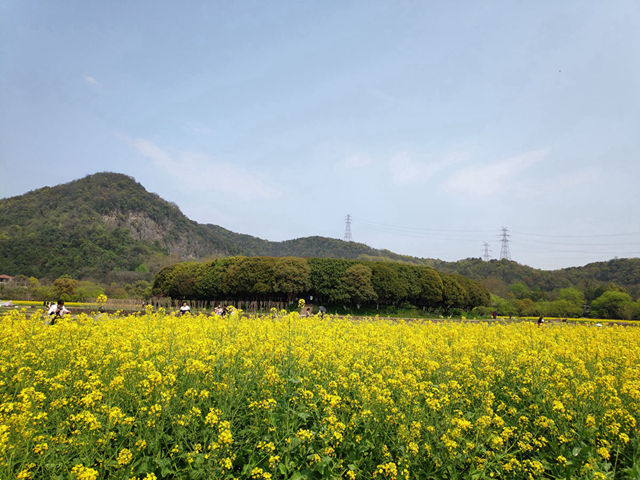 杭州春游去哪儿八卦田看油菜花杭州最有乡野气息的景点