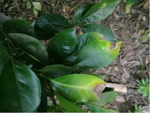 龙灯福卓防治炭疽病有绝招果蔬健康我来守护