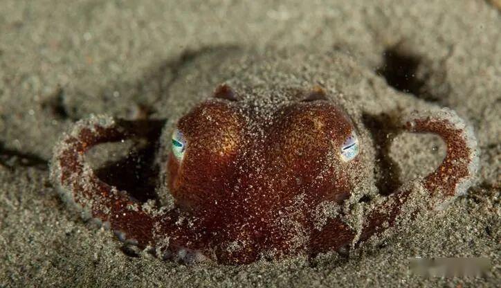 原创太平洋有一种又萌又奇怪乌贼体色越变越萌体长十厘米迷你生物