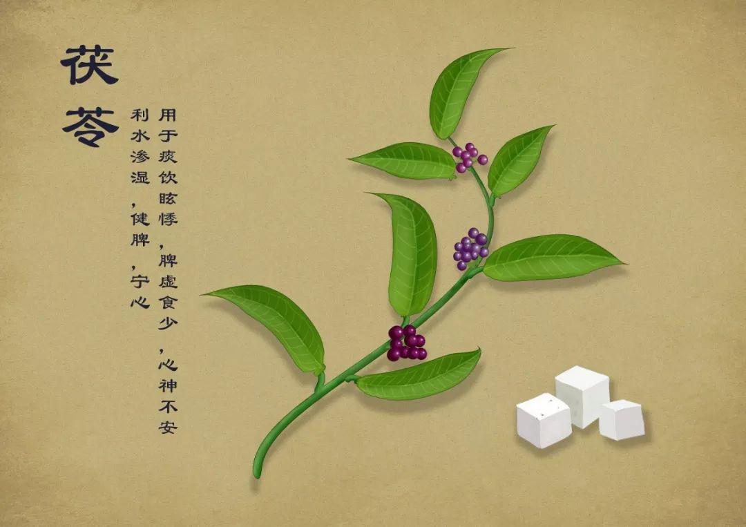 这个除痰饮的经方原来是中医版“胃动力药”-搜狐大视野-搜狐新闻