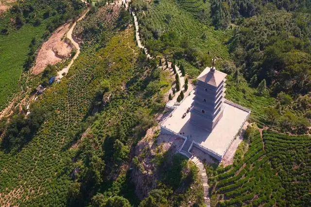 新茶已上市一杯春茶的秘密郑州凤凰茶城告诉你