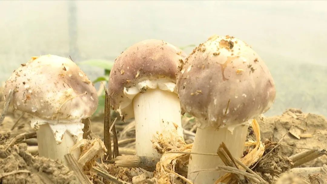 3亩的蘑菇如果不及时卖出去,一旦蘑菇打开伞状,脱朵,脱膜,就会成为弃
