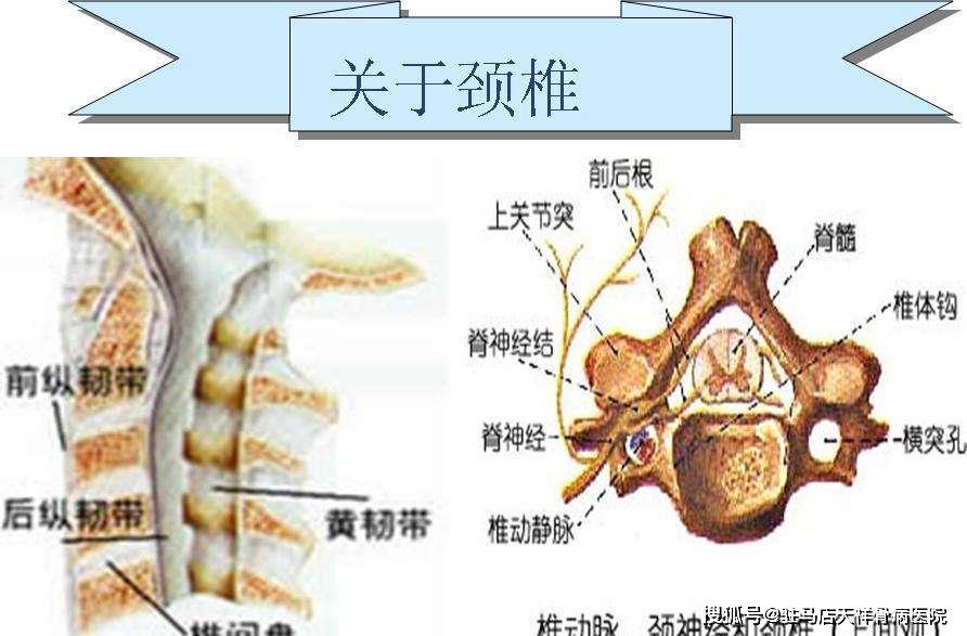 颈椎钩椎关节图解图片