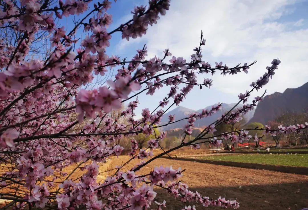 杏花已開!3月起,西寧周邊最全賞花攻略重磅來襲!錯過再等一年.