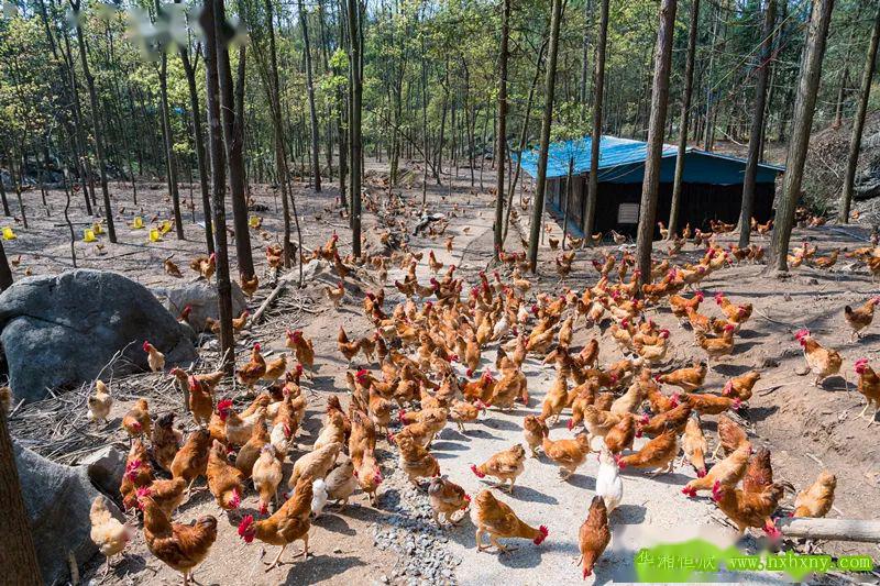 东安华湘恒欣生态放养土鸡清明节土鸡公开始预订销售母鸡五月份上市