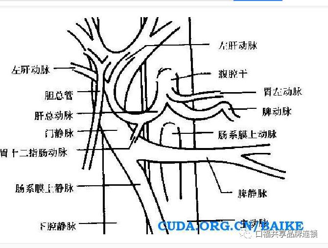 肾动脉腹主动脉图片