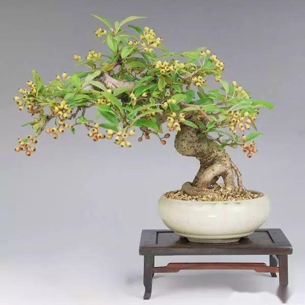 (欣赏)火棘春花似雪,红果如火,黄果是金_盆景